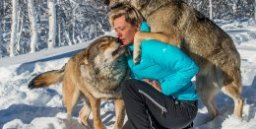 Adventurous: Wolves are normally afraid of humans, but the ones at the wildlife park are deliberately accustomed to human contact and are more friendly