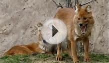 American Red Fox Facts - Facts About American Red Foxes