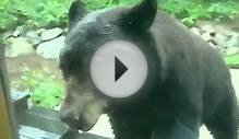 Playing hide and seek with black bear